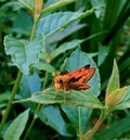 orange butterfly perched on green leaves Royalty Free Stock Photo