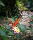 Orange butterfly perched on small white and pink flowers Royalty Free Stock Photo