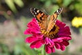 Orange butterfly on a pink flower.  insect Royalty Free Stock Photo