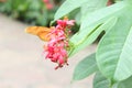 Orange butterfly on pink flowers with closed wings