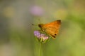 A orange butterfly on a purple flower. Royalty Free Stock Photo