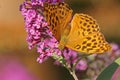 Orange butterfly on a purple flower Royalty Free Stock Photo