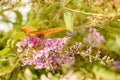 Orange butterfly Royalty Free Stock Photo