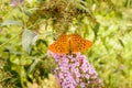 Orange butterfly Royalty Free Stock Photo