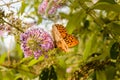 Orange butterfly Royalty Free Stock Photo