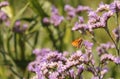 An orange butterfly at purple sea lavender flowers closeup at the sea in summer Royalty Free Stock Photo