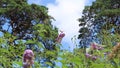 An orange butterfly on a purple butterfly tree during a summer day