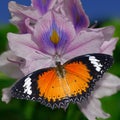 Orange butterfly Red Lacewing on a violet water hyacinth flower
