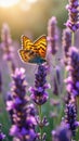 Orange butterfly resting on lavender blossoms at sunset Royalty Free Stock Photo