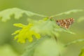 Orange butterfly resting on oak leaf Royalty Free Stock Photo