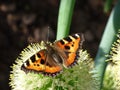An orange butterfly sat on the inflorescence of an onion plant