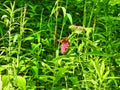 Orange Butterfly Sits on Pink Flower Among Green Foliage While a Spider Hangs onto the Bottom of the Same Flower in Full Sun Royalty Free Stock Photo