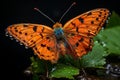 an orange butterfly sits on top of green leaves Royalty Free Stock Photo