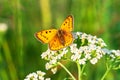 Orange butterfly sits on a whites flowers on spring meadow Royalty Free Stock Photo