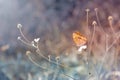 Orange butterfly sitting on a blade of grass close-up in pastel colors