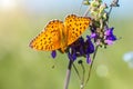 Orange butterfly sitting on a flower spring Sunny day Royalty Free Stock Photo