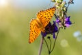 Orange butterfly sitting on a flower spring Sunny day Royalty Free Stock Photo