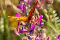 Orange butterfly sitting on a flower spring Sunny day Royalty Free Stock Photo