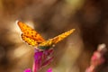 Orange butterfly sitting on a flower spring Sunny day Royalty Free Stock Photo