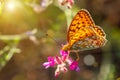 Orange butterfly sitting on a flower spring Sunny day Royalty Free Stock Photo