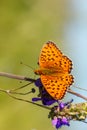 Orange butterfly sitting on a flower spring Sunny day Royalty Free Stock Photo