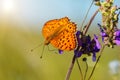 Orange butterfly sitting on a flower spring Sunny day Royalty Free Stock Photo