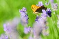 Orange  butterfly sitting on lavender Royalty Free Stock Photo