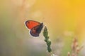 orange butterfly sitting on a sun-drenched meadow