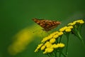 Orange butterfly sitting on yellow flower on sunny day. beautiful insect with colorfully wings Royalty Free Stock Photo