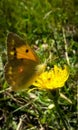 Orange butterfly sitting on yellow flower on sunny day. beautiful insect with colorfully wings Royalty Free Stock Photo