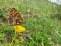 Orange butterfly sitting on yellow flower on sunny day. beautiful insect with colorfully wings Royalty Free Stock Photo