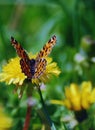 Orange butterfly sitting on yellow flower on sunny day. beautiful insect with colorfully wings Royalty Free Stock Photo