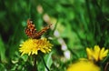 Orange butterfly sitting on yellow flower on sunny day. beautiful insect with colorfully wings Royalty Free Stock Photo