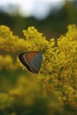 Orange butterfly sitting on yellow flower on sunny day. beautiful insect with colorfully wings Royalty Free Stock Photo