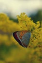 Orange butterfly sitting on yellow flower on sunny day. beautiful insect with colorfully wings Royalty Free Stock Photo