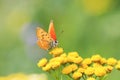 Orange butterfly sitting on yellow flowers on a summer meadow Royalty Free Stock Photo