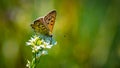 Butterfly on a flower. Royalty Free Stock Photo