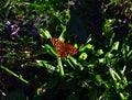 Butterfly on a grass.