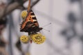 Orange butterfly. Spring garden. Royalty Free Stock Photo