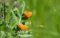 Orange butterfly on a stalk of grass.