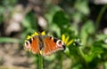 Orange butterfly standing on the yellow flower in the green field. Royalty Free Stock Photo