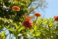 Orange butterfly with sun shinning through its wings on pink zinnia flower in flower garden - blurred background - shallow focu Royalty Free Stock Photo