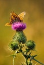 Orange butterfly on thistle