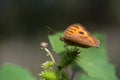 Orange butterfly on the thorn. Butterfly on thistle close up Royalty Free Stock Photo