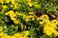 Orange butterfly on the top of a field full of yellow flowers Royalty Free Stock Photo