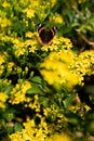 Orange butterfly on the top of a field full of yellow flowers Royalty Free Stock Photo