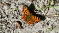 Polygonia c-album or comma resting on a dirt road Royalty Free Stock Photo