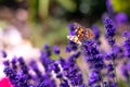 Orange butterfly Vanessa Cardui and bee on the lavender flower. Purple aromathic blossom with insect animals. Summer weather, Royalty Free Stock Photo