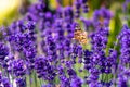 Orange butterfly Vanessa Cardui and bee on the lavender flower. Purple aromathic blossom with insect animals. Summer weather,