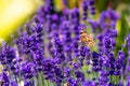 Orange butterfly Vanessa Cardui and bee on the lavender flower. Purple aromathic blossom with insect animals. Summer weather, Royalty Free Stock Photo